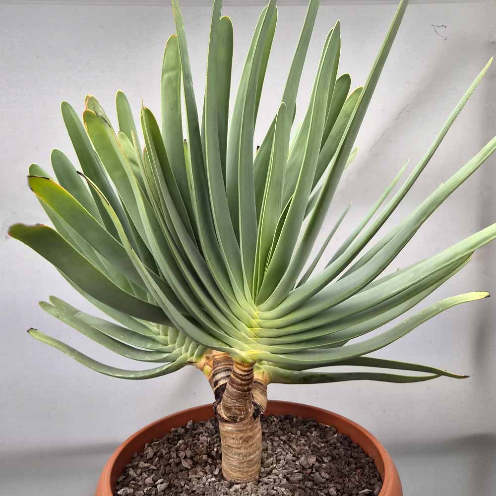 aloe plicatilis succulente