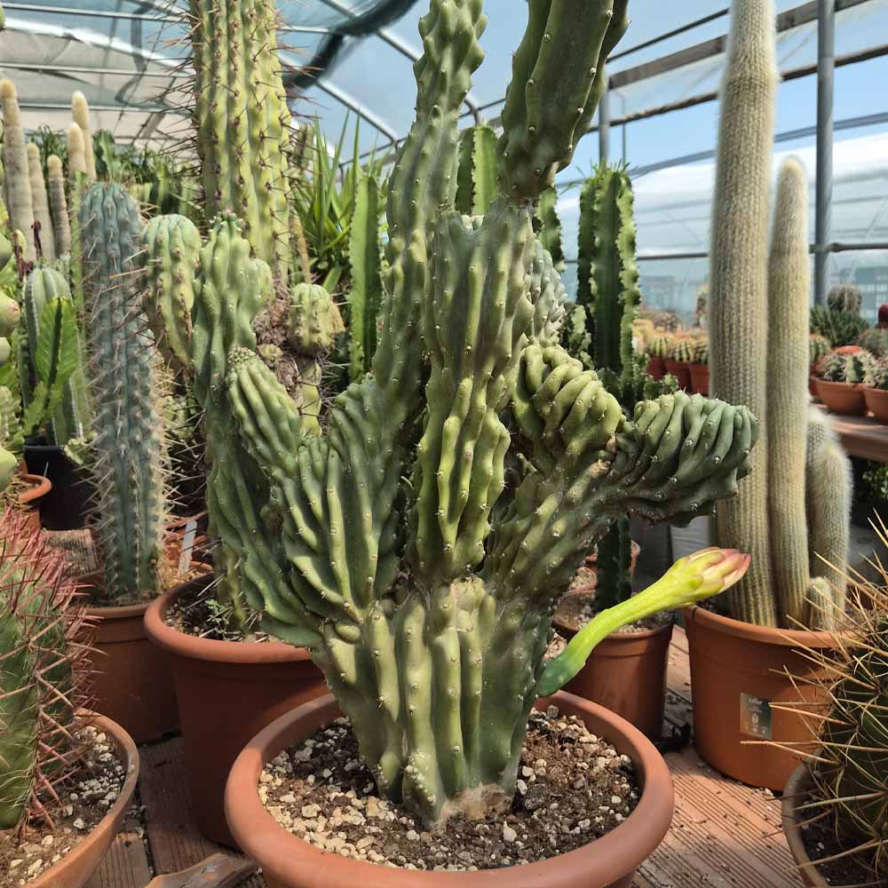 cereus jamacaru crestato