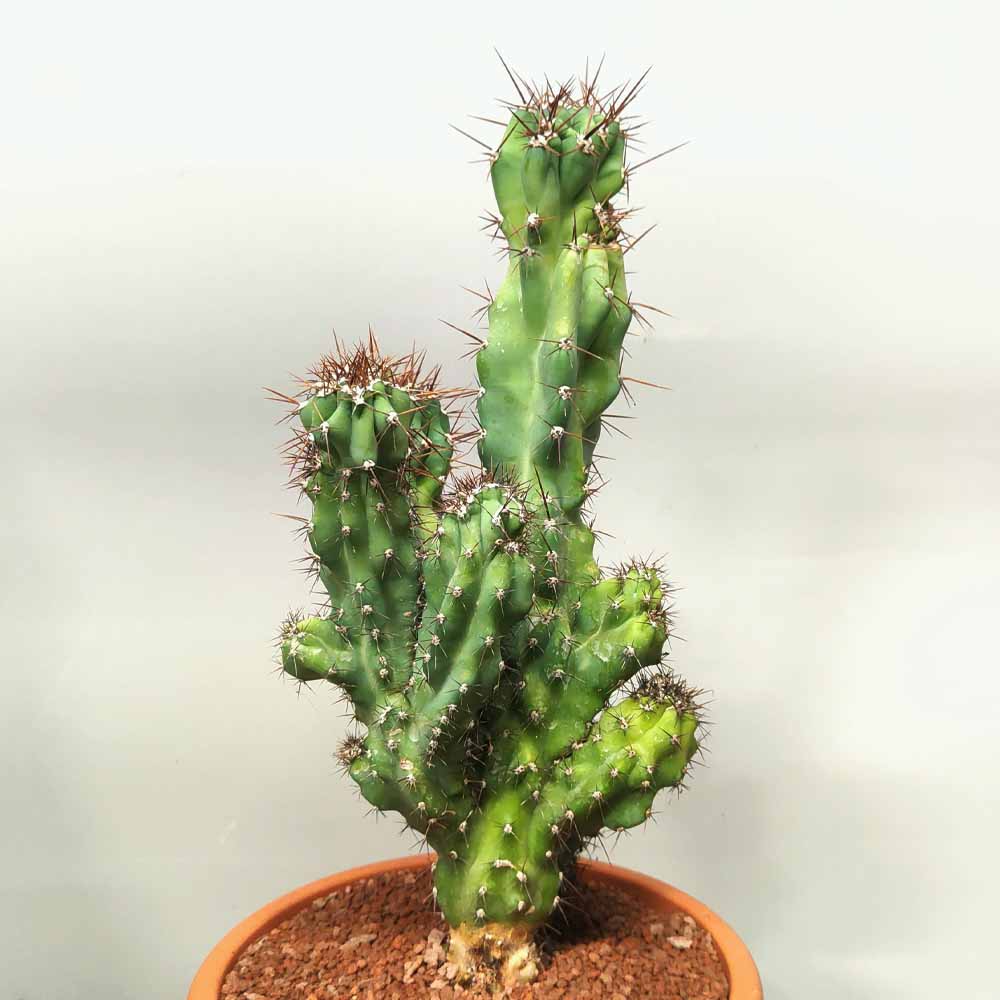 cereus jamacaru mostruoso pianta