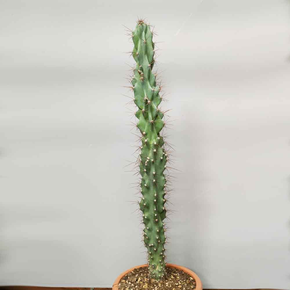 cereus jamacaru pianta
