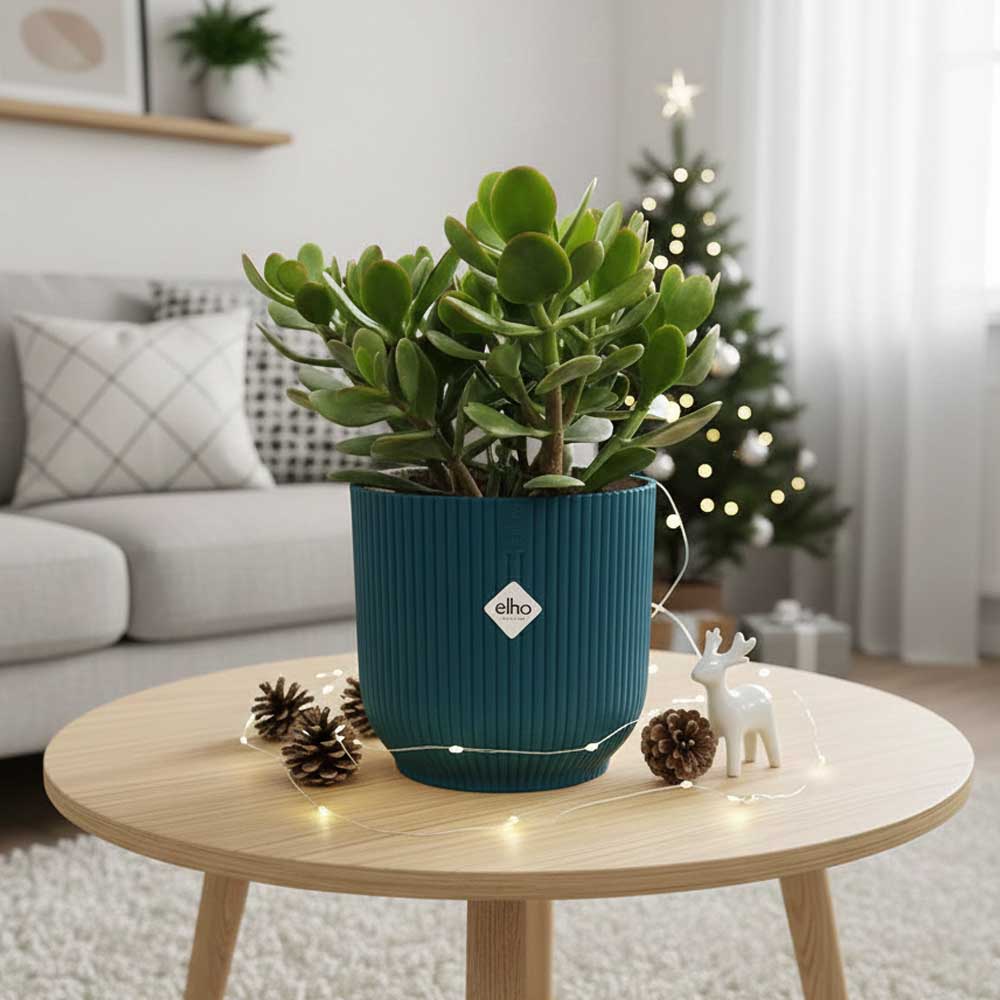 crassula ovata christmas blu