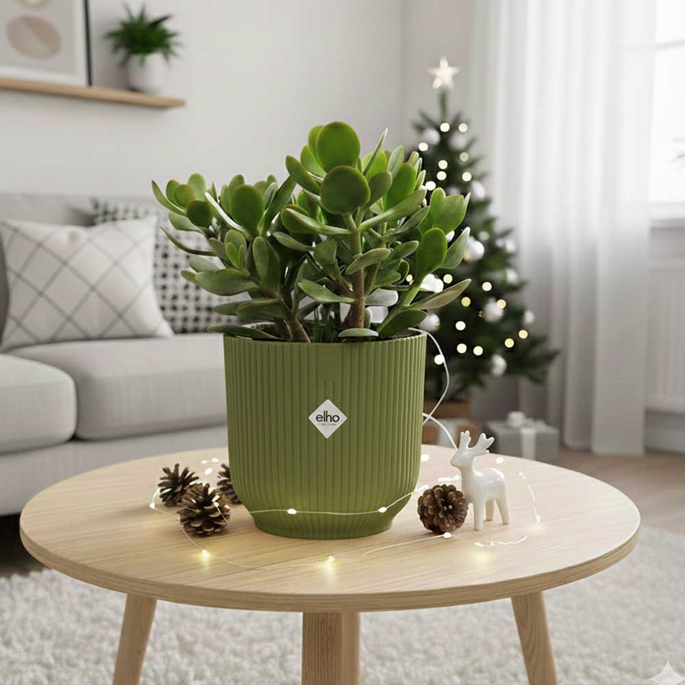 crassula ovata christmas felce