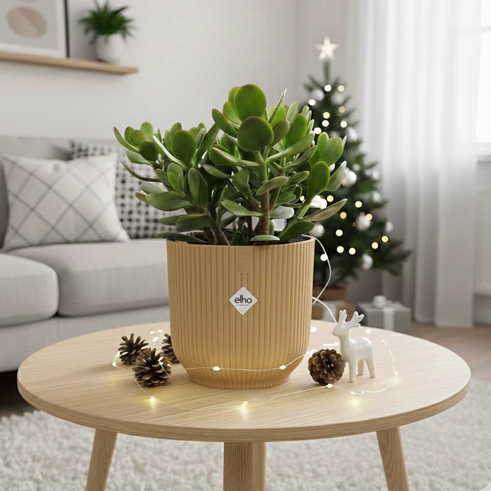 crassula ovata christmas giallo