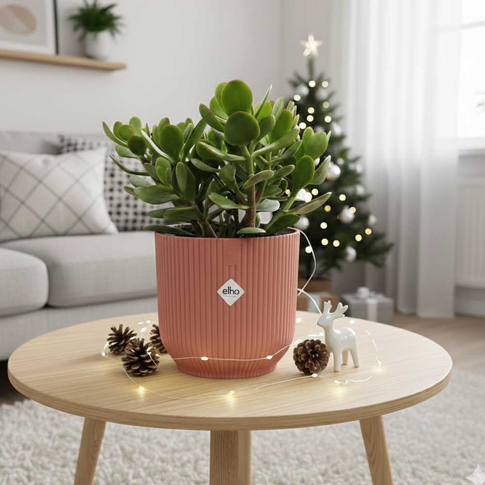 crassula ovata christmas rosa