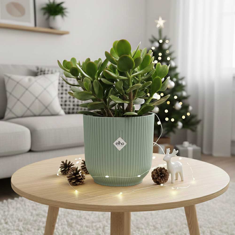 crassula ovata christmas sorbetto