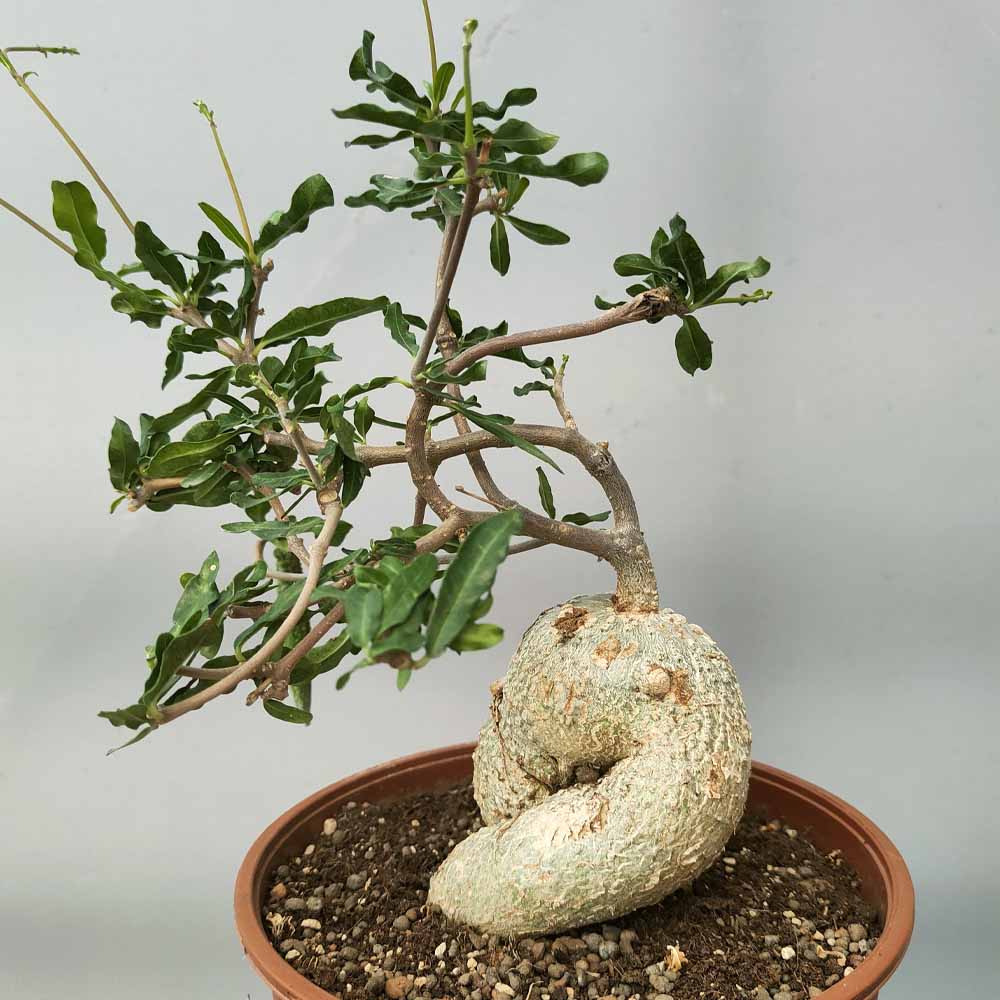 fockea edulis