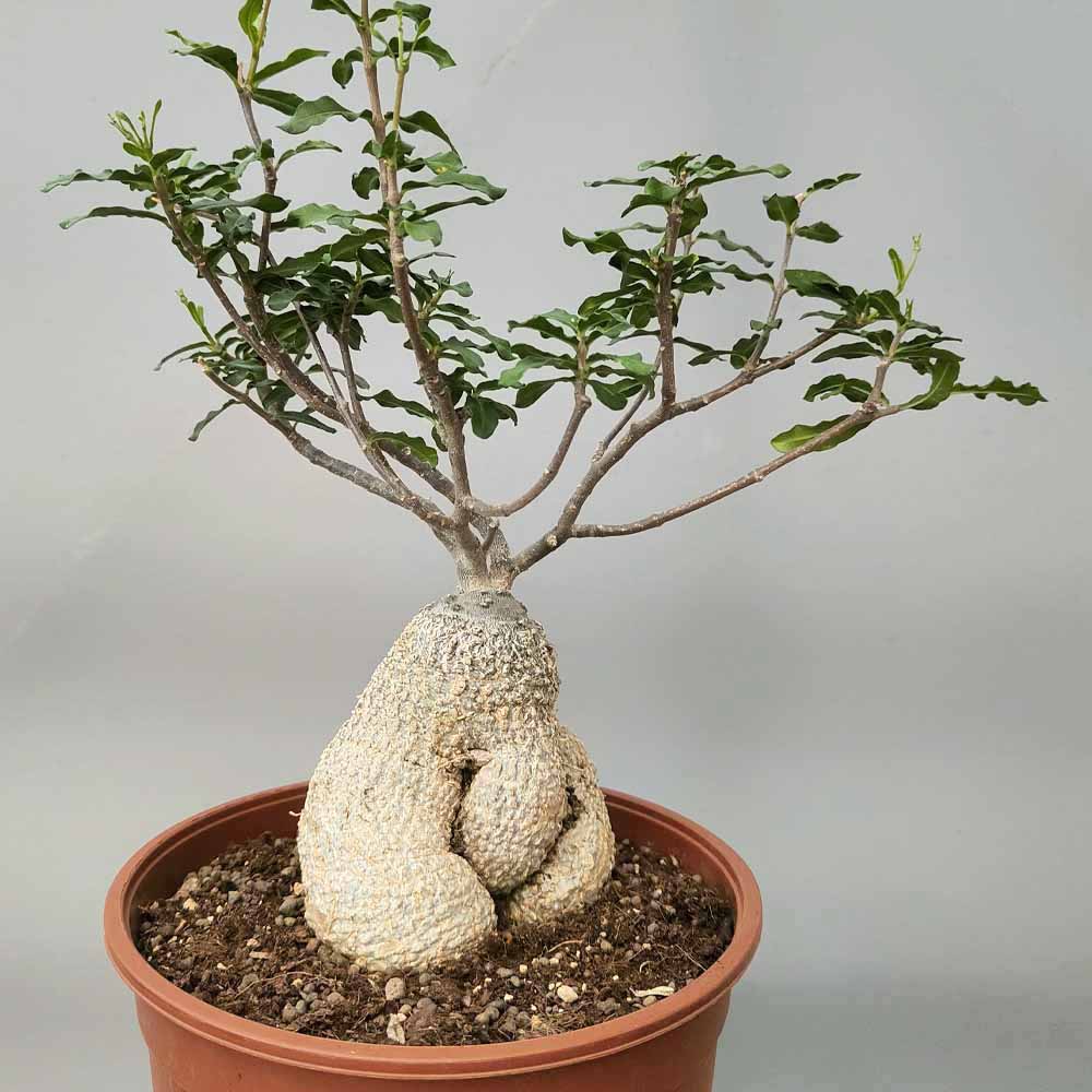 fockea edulis