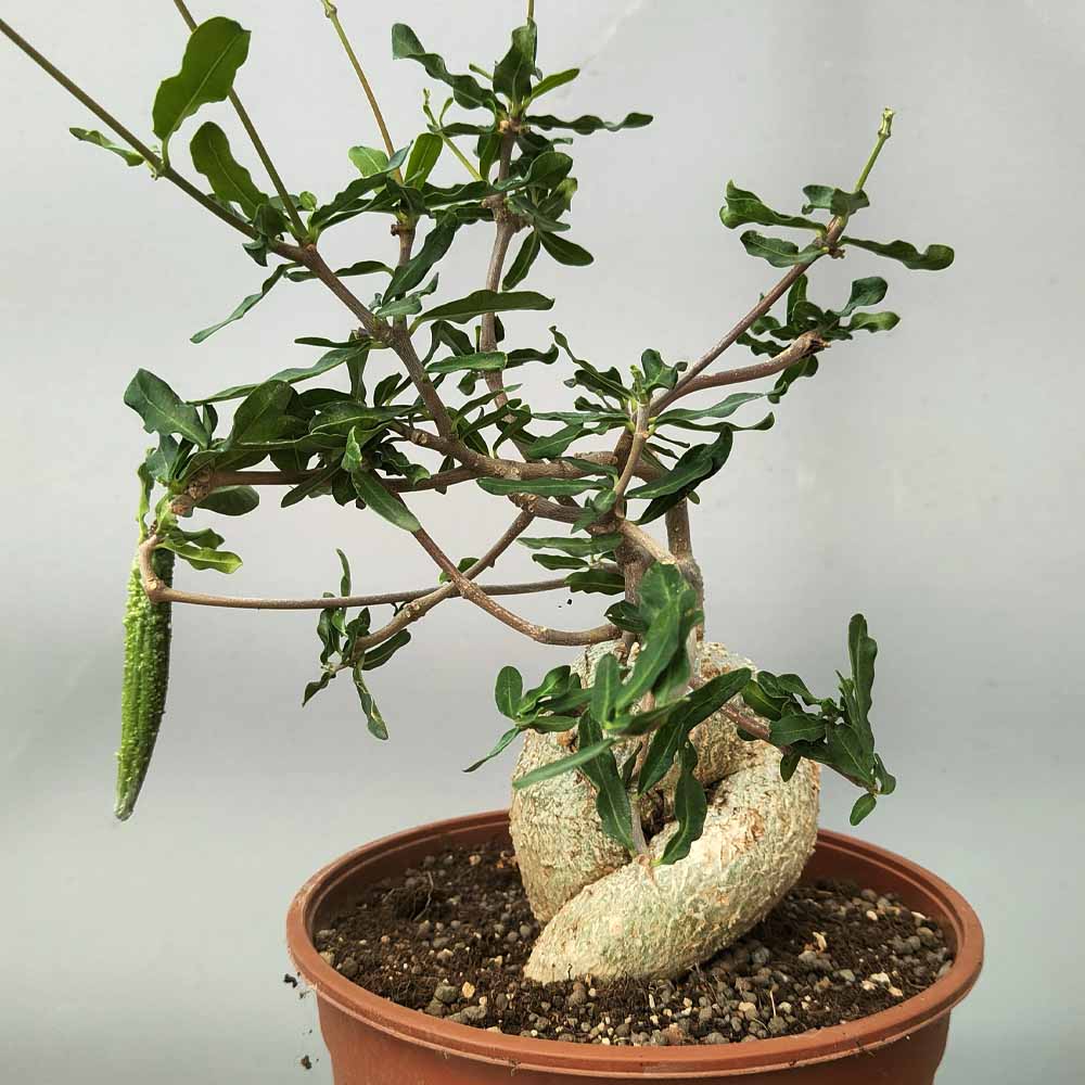 fockea edulis