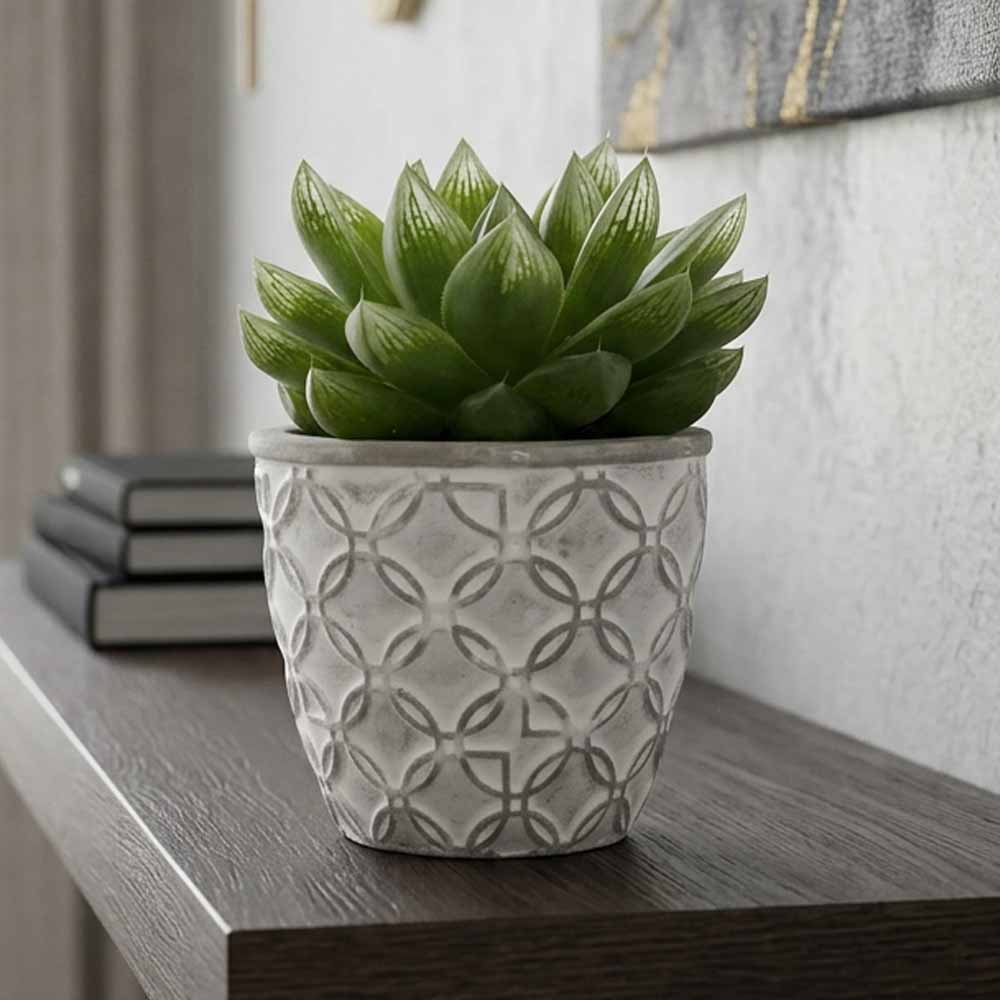 haworthia cymbiformis vaso decor