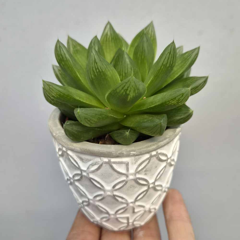 haworthia cymbiformis vaso design