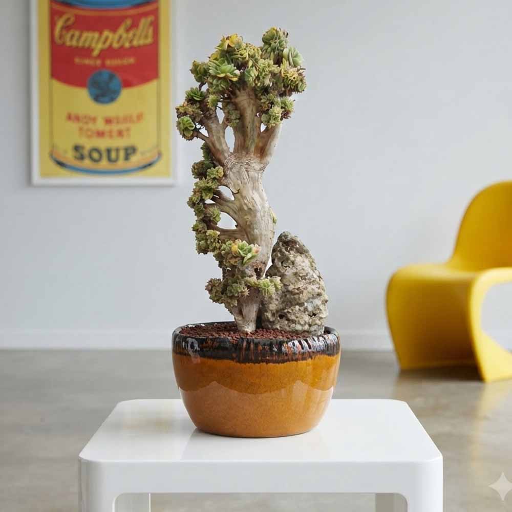 aeonium crestato design