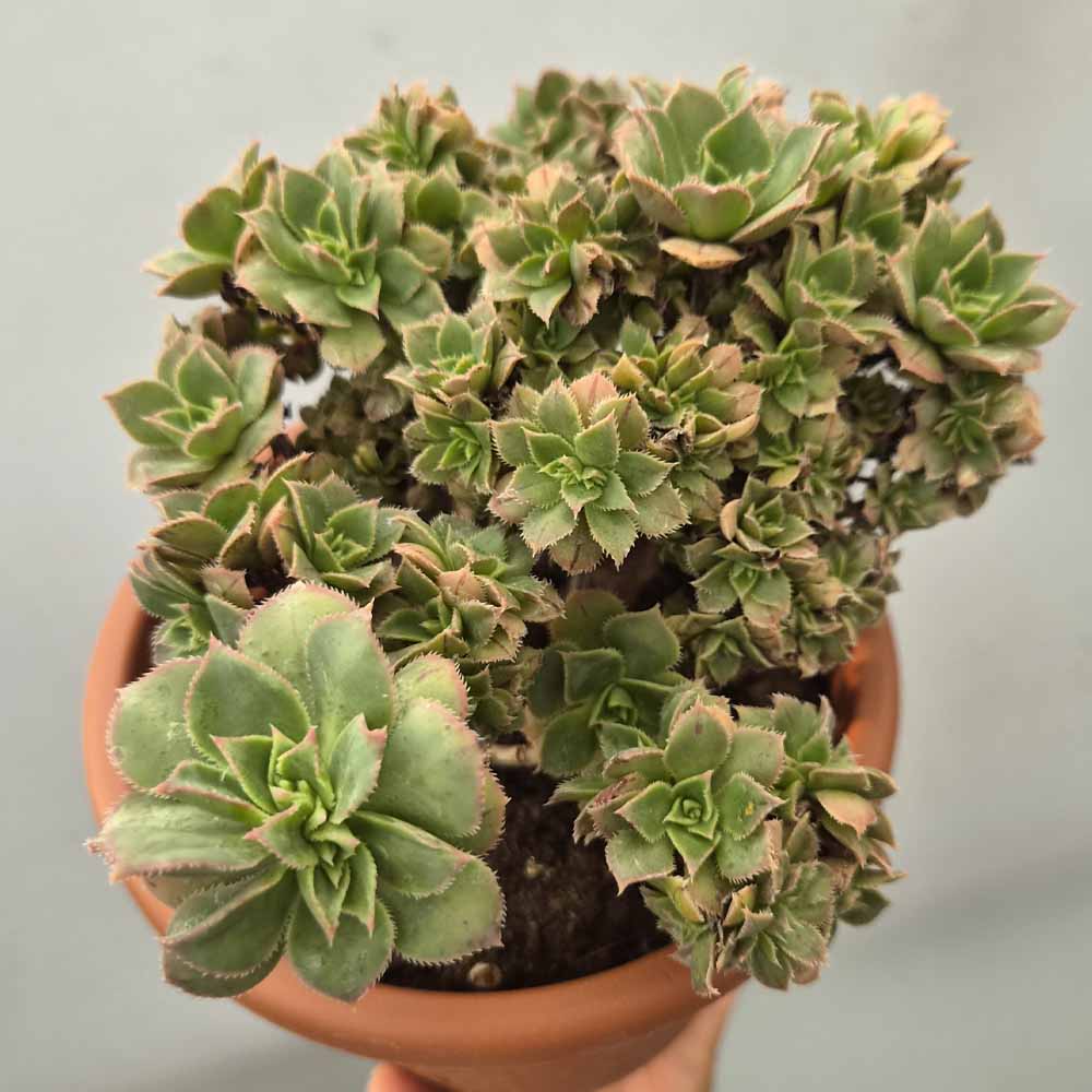 aeonium decorum crestato