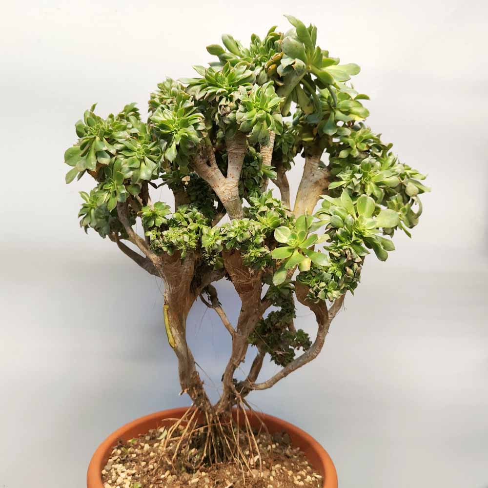 aeonium decorum crestato pianta