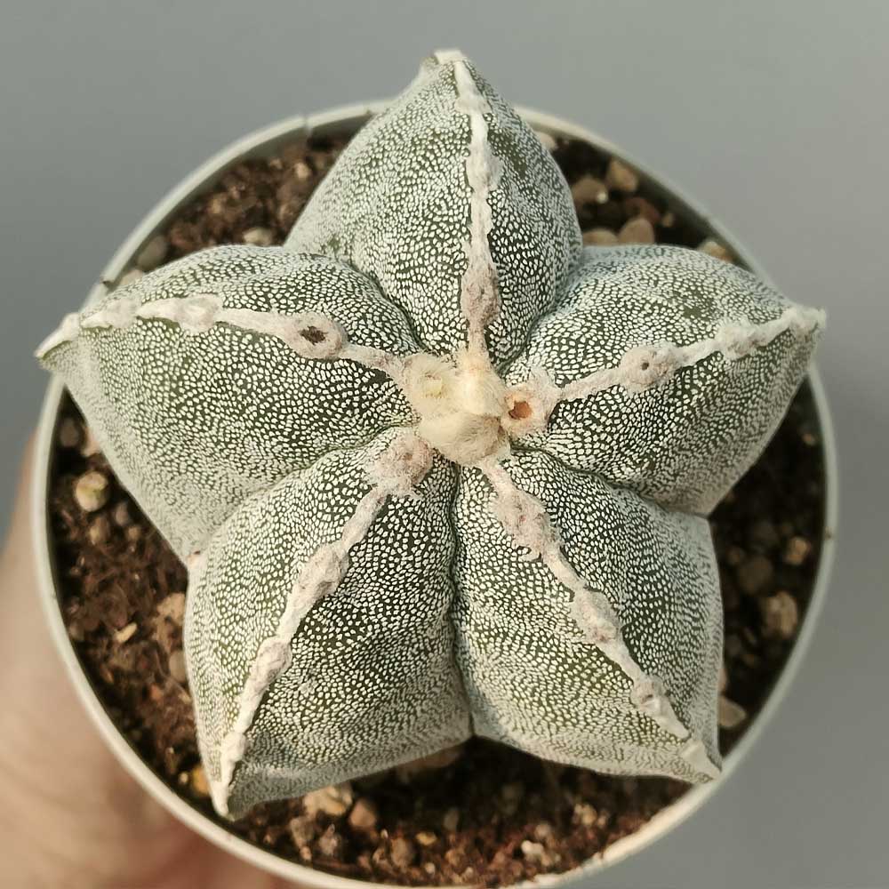 astrophytum hakujo