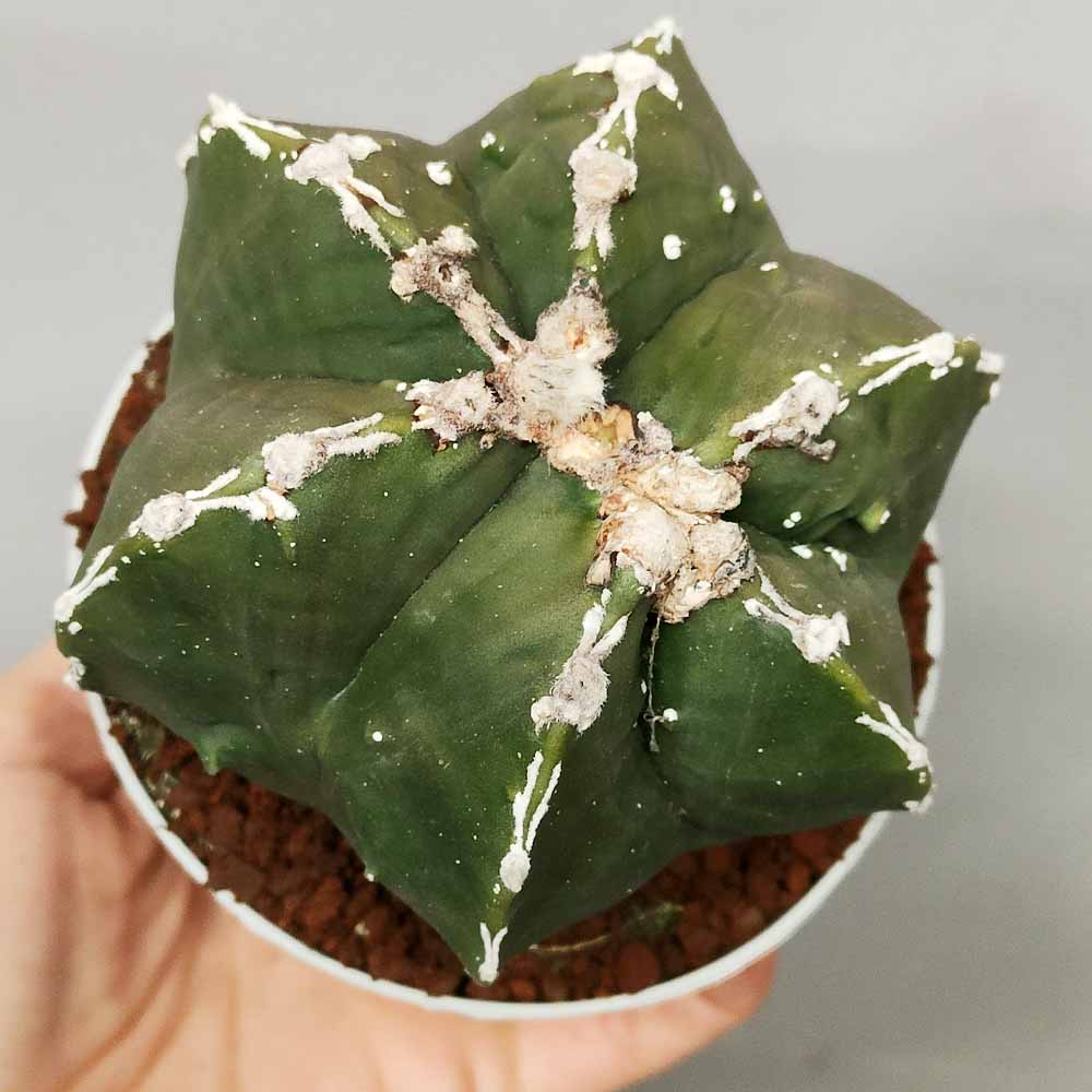 astrophytum hannya