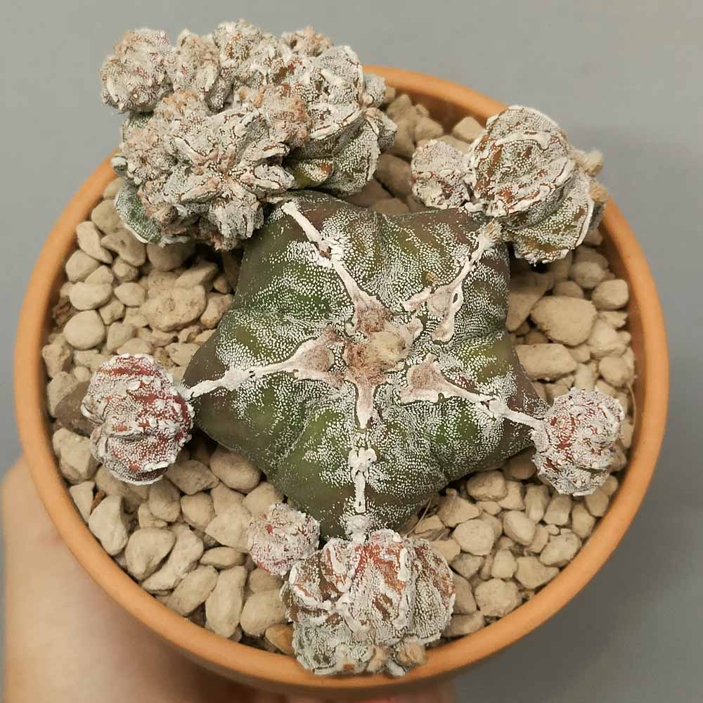 astrophytum hannya prolifero