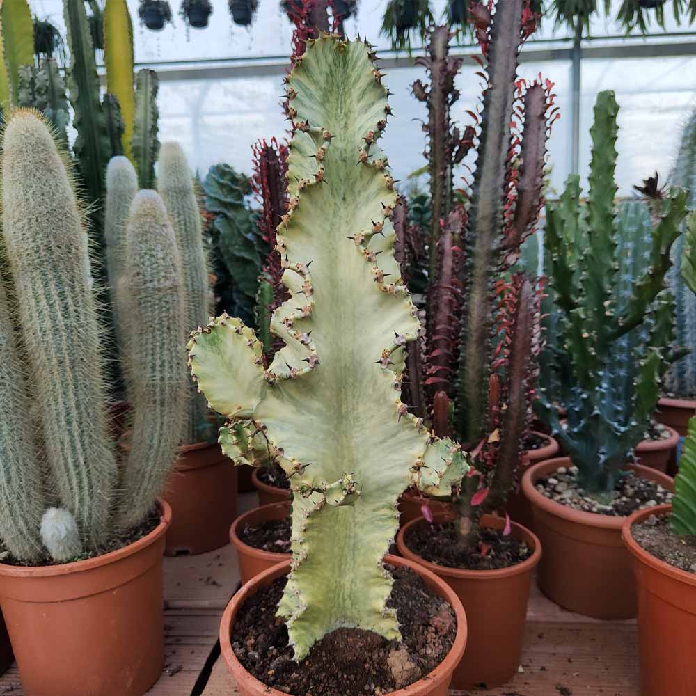 euphorbia ingens variegata