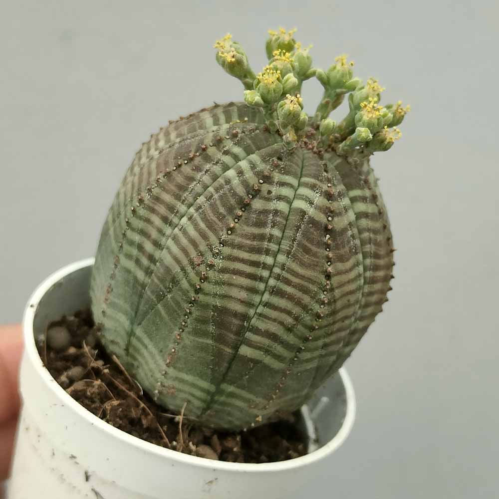 euphorbia obesa