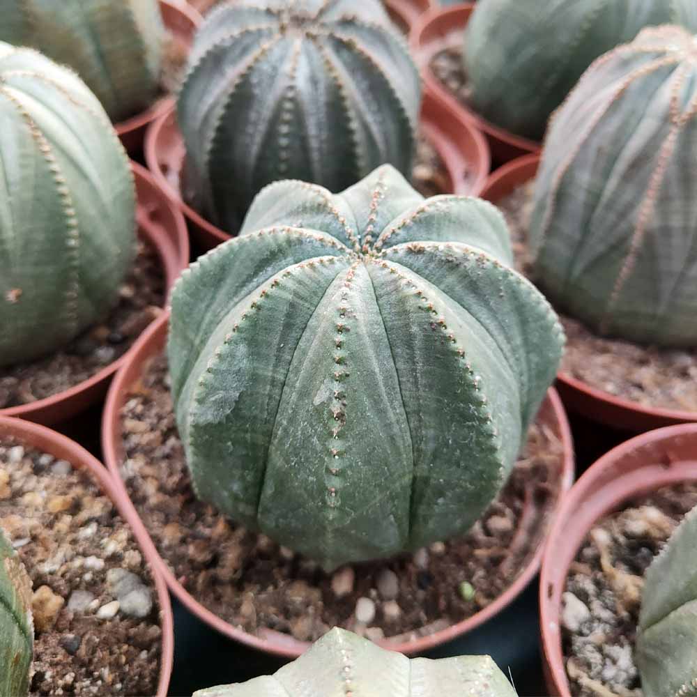 euphorbia obesa