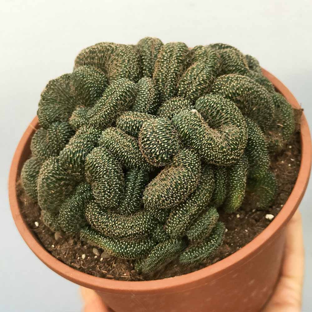 lobivia famatimensis crested cactus