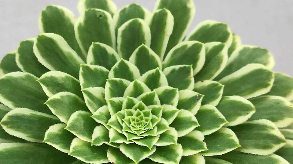 Ravanello - set di semi di 3 varietà vegetali - – Garden Seeds Market | Spedizione gratuita