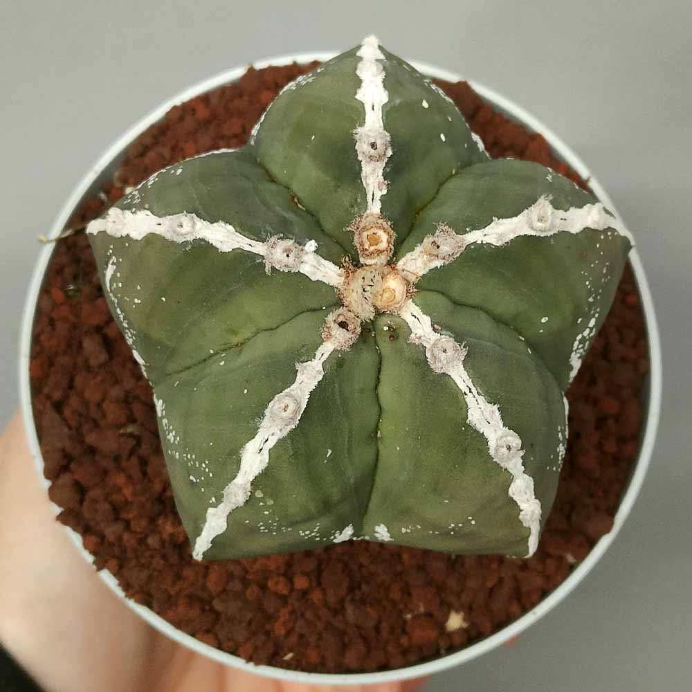 astrophytum myriostigma