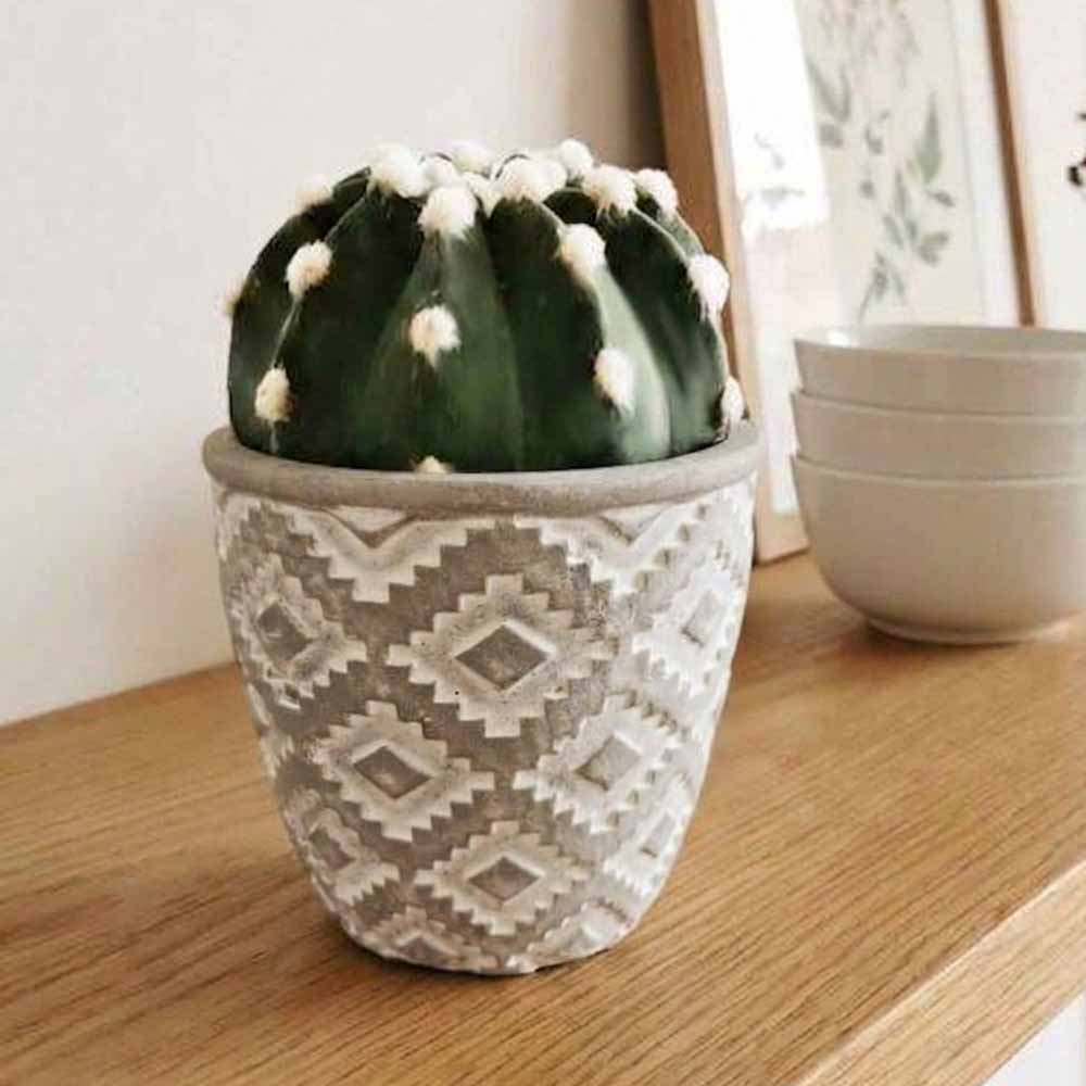 echinopsis subdenudata vaso decor