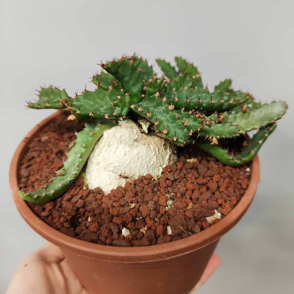 euphorbia stellata cactus