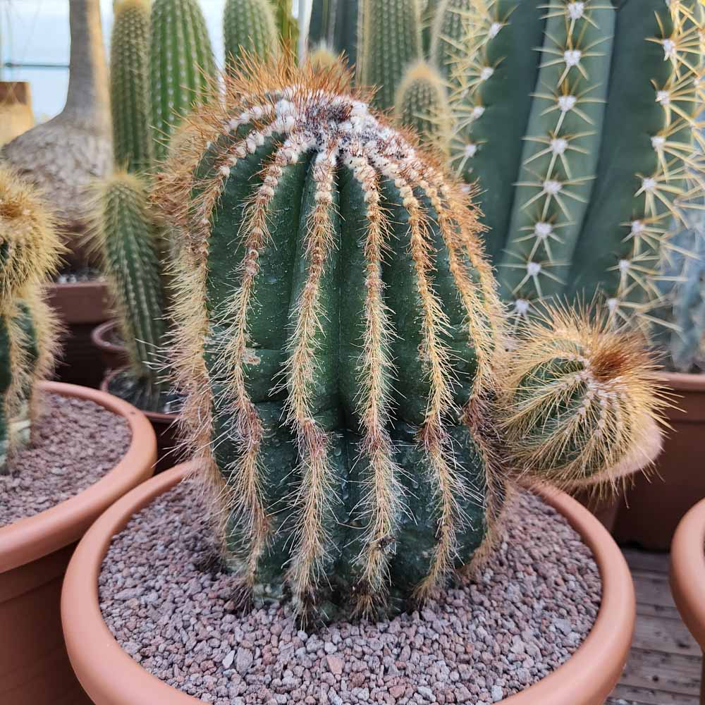 notocactus warasii cactus