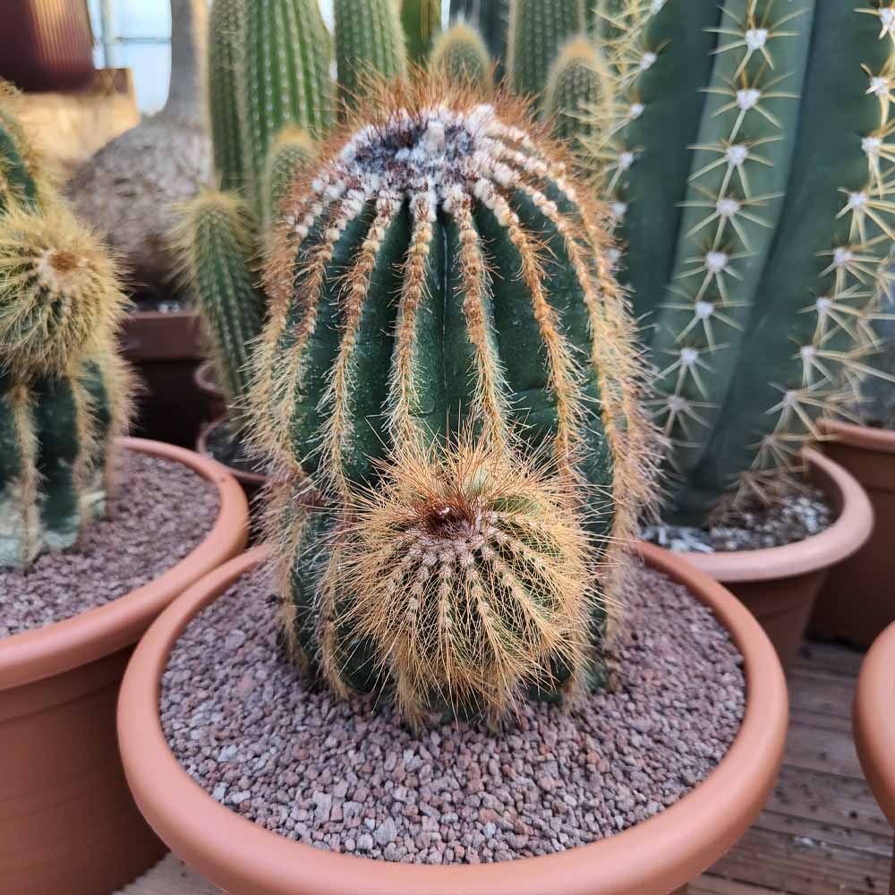 notocactus warasii pianta