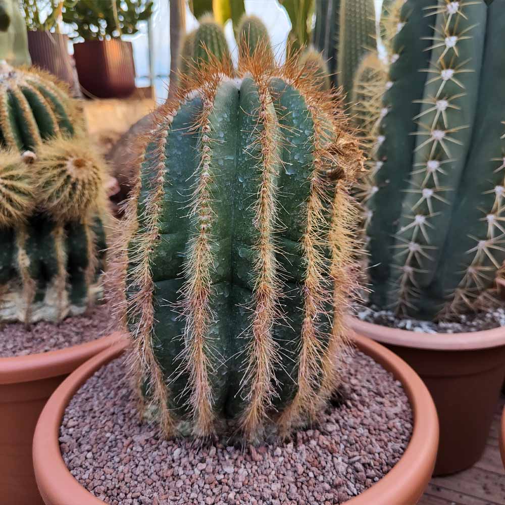 notocactus warasii