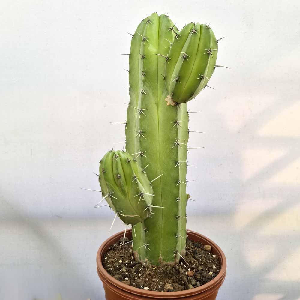 polaskia chichipe cactus