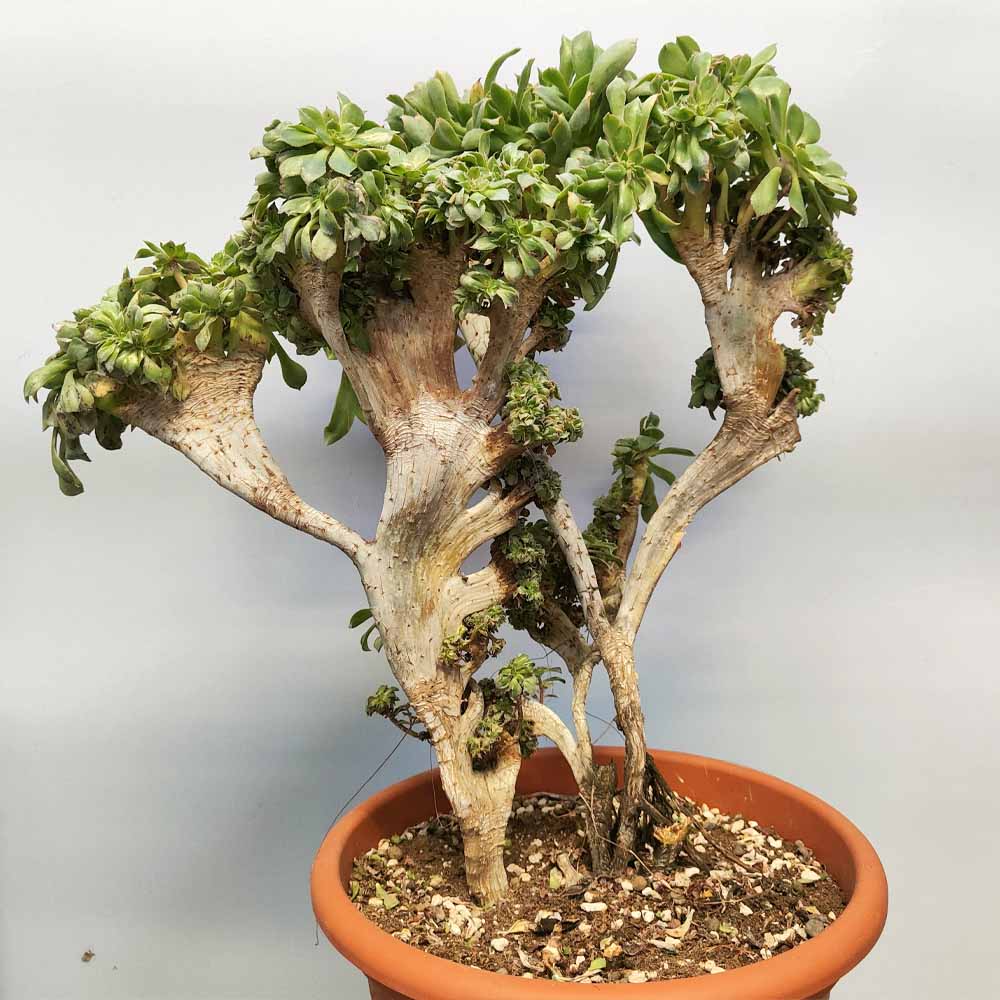 aeonium decorum crestato pianta