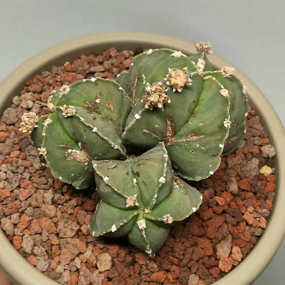 astrophytum myriostigma accestito cactus