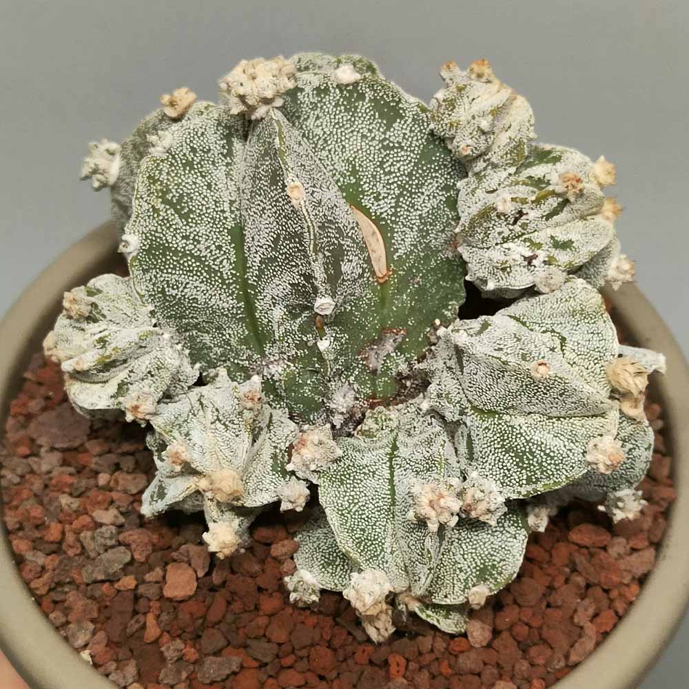 astrophytum myriostigma accestito cactus
