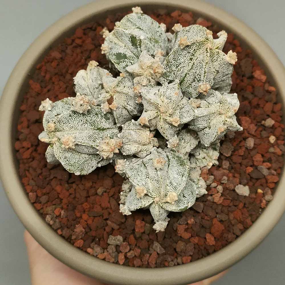 astrophytum myriostigma accestito pianta