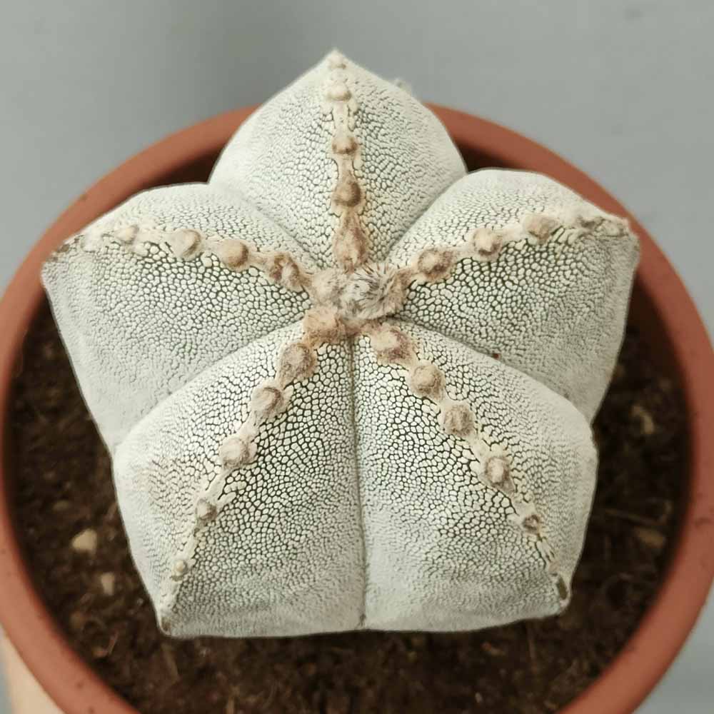 astrophytum onzuka