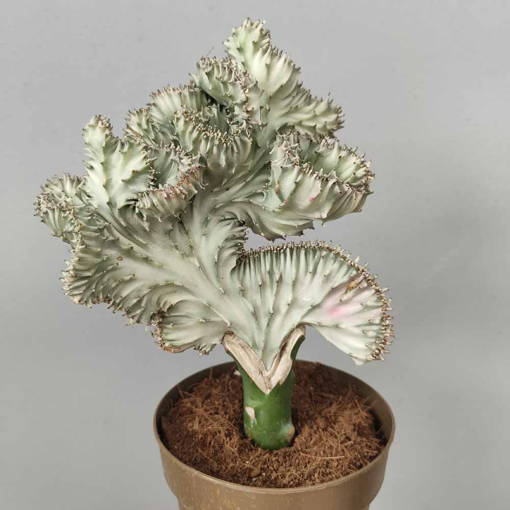 euphorbia lactea crestata