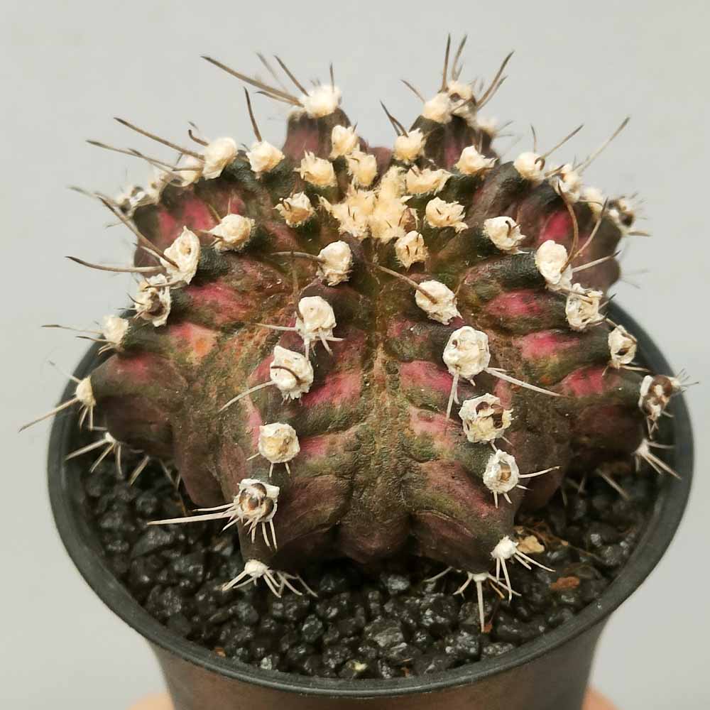 gymnocalycium t-rex cactus