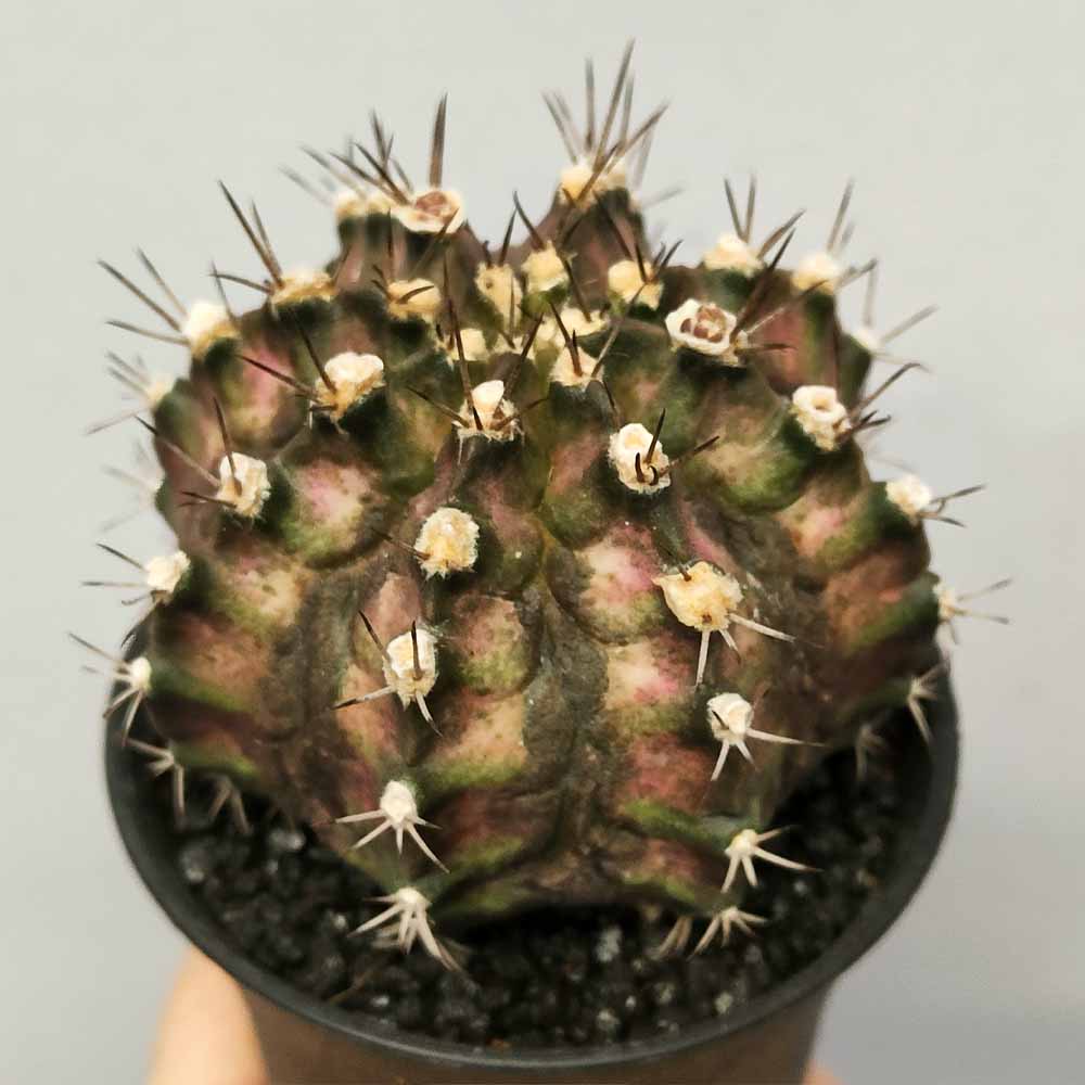 gymnocalycium t-rex