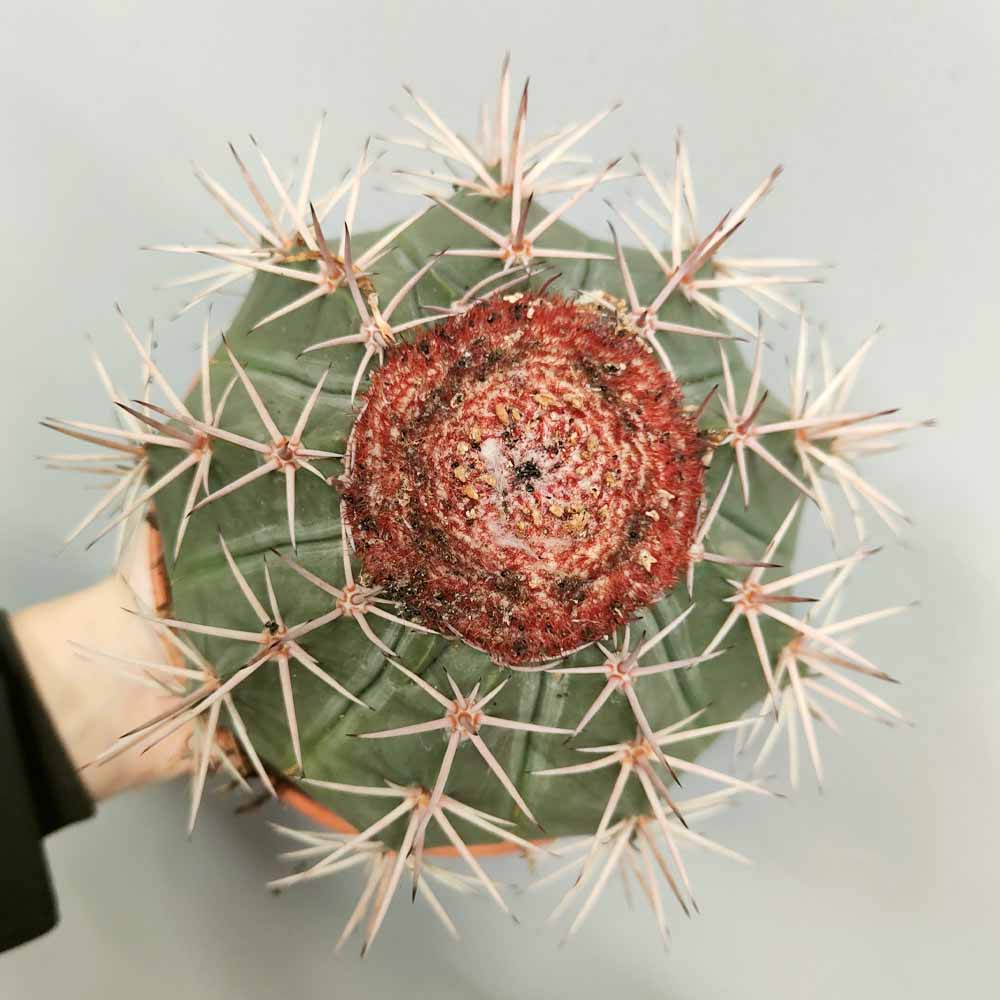 melocactus amtanzanus cactus