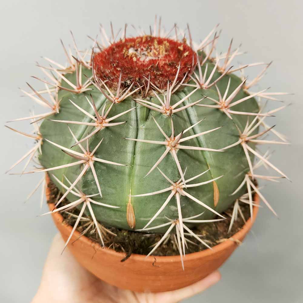 melocactus amtanzanus