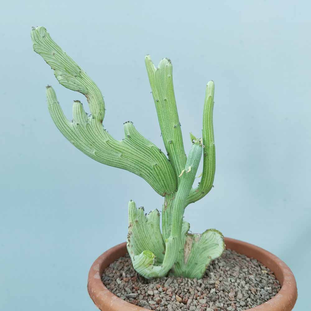 senecio anteuphorbium crestato