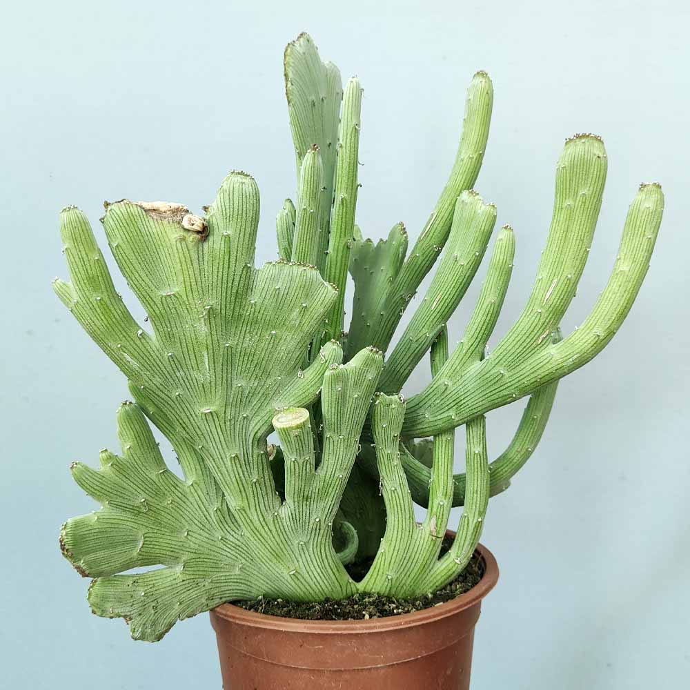 senecio anteuphorbium crestato cactus