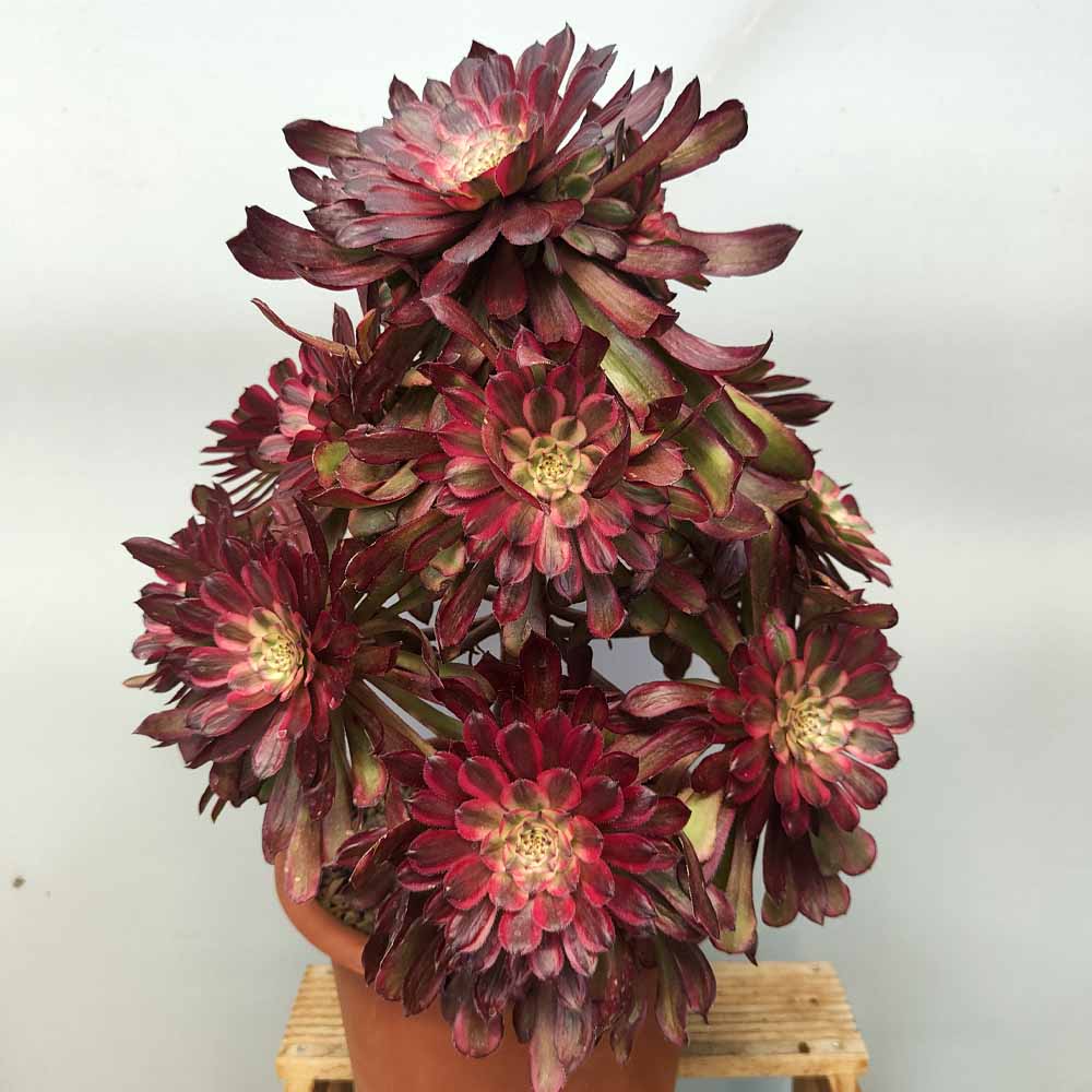 AEONIUM MARDIGRASS XL