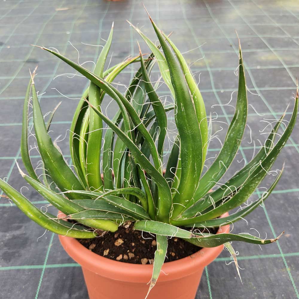 agave filifera mostruosa