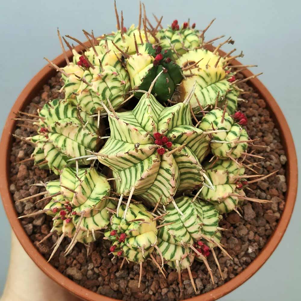 euphorbia meloformis variegata