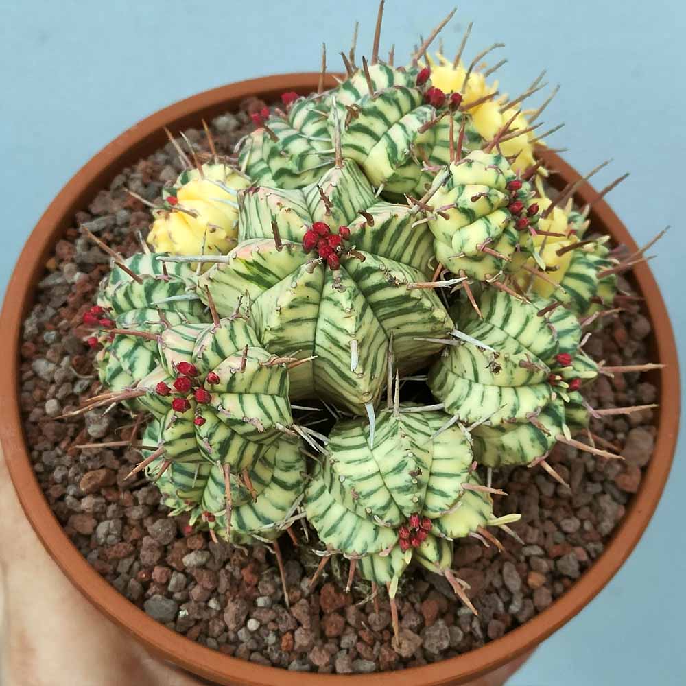 euphorbia meloformis variegata cactus