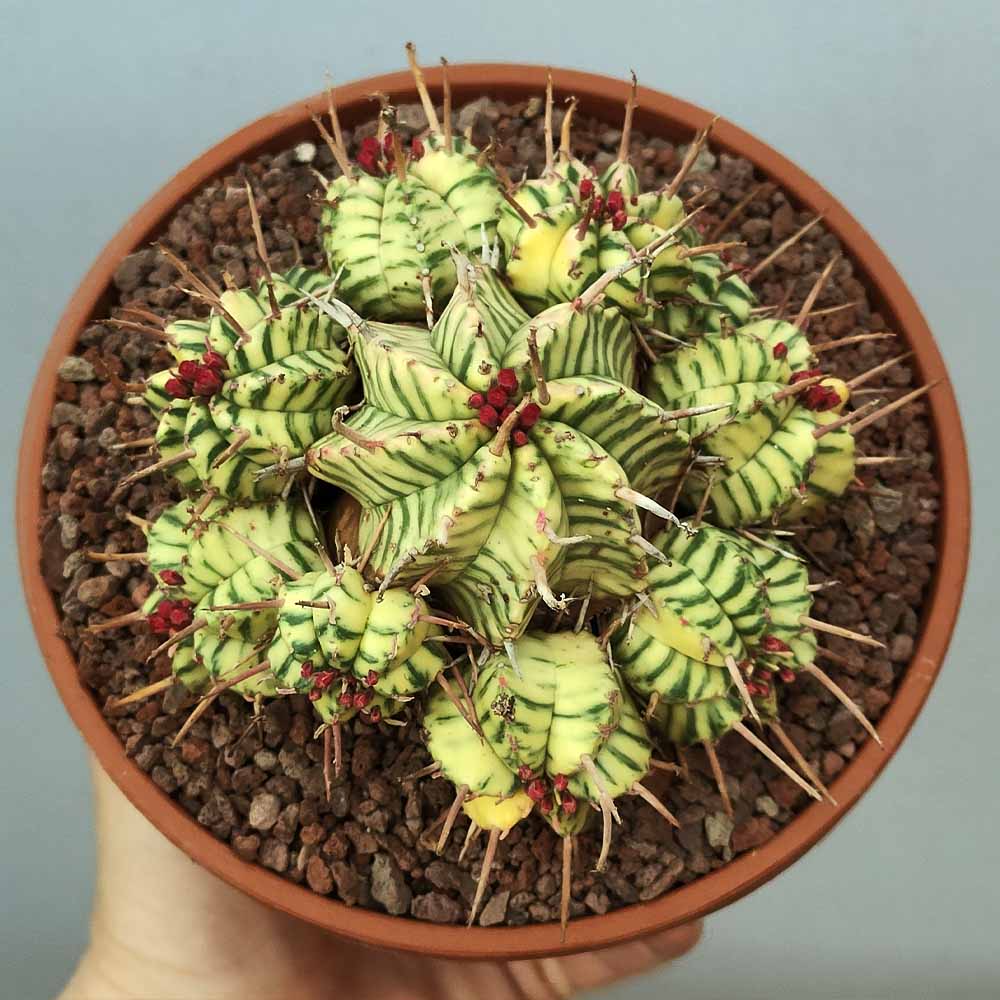 euphorbia meloformis variegata cactus