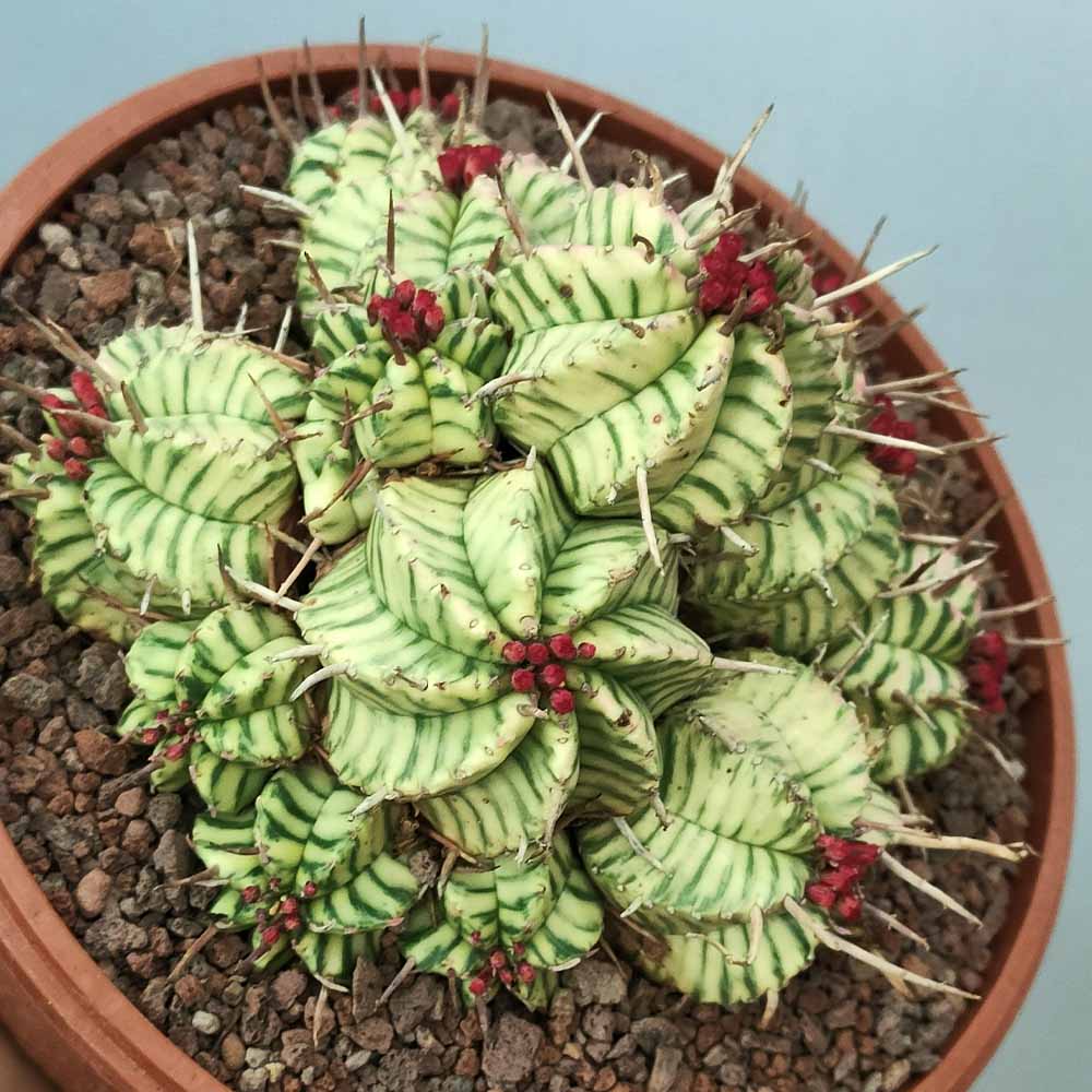 euphorbia meloformis variegata cactus